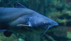 Master Blue Catfish Fishing Proven Baits, Rigs, and Tactics