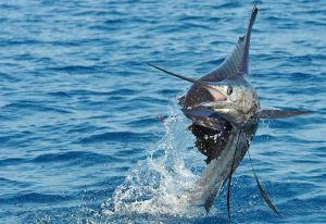 Mastering Sailfish Fishing Unrivaled Bait, Rigging, and Tactics Guide