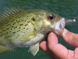 Rock Bass Fishing Mastery Top Techniques for Landing These Feisty Fish