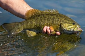 Rock Bass Fishing Mastery Top Techniques for Landing These Feisty Fish
