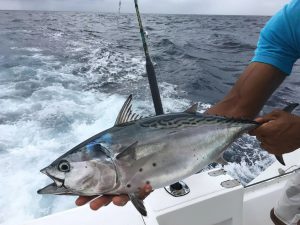 Top East Coast Saltwater Fishing Spots: A Comprehensive Guide from Florida to Maine