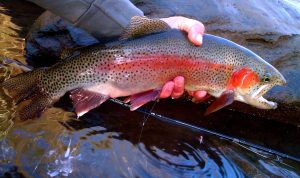 Mastering Rainbow Trout Fishing Expert Bait, Rigging, and Tactical Advice