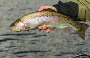 Mastering Rainbow Trout Fishing Expert Bait, Rigging, and Tactical Advice
