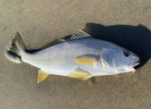 Mastering Yellowfin Croaker Fishing Essential Techniques and Tips