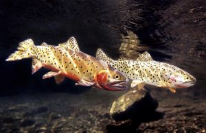 Mastering the Hunt for Cutthroat Trout Expert Tips and Techniques