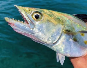 Mastering Spanish Mackerel Fishing Techniques, Tips, and Gear