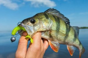 Mastering Yellow Perch Fishing Top Techniques for Trophy Catches