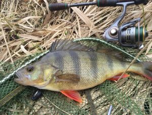 Mastering Yellow Perch Fishing Top Techniques for Trophy Catches