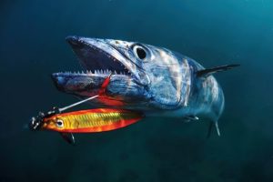 Master King Mackerel Fishing Expert Bait, Rigging, and Tactics Revealed