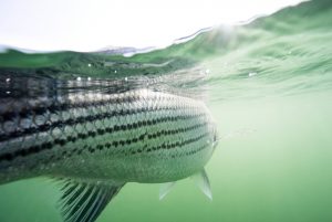 Ultimate Gear Guide for Striped Bass Fishing in Rivers and Estuaries