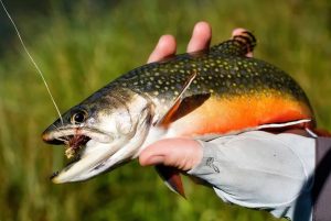Mastering Brook Trout Fishing Essential Tips and Techniques