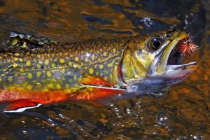 Mastering Brook Trout Fishing Essential Tips and Techniques