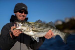 Fall Fishing for Striped Bass Techniques and Strategies for Catching Big Stripers During the Spawn