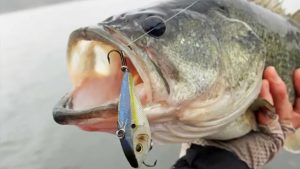 Springtime Jerkbait Fishing for Bass How to Trigger Strikes in Clear Water