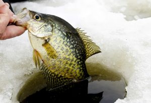 Winter Ice Fishing for Crappie Unlocking Success on Frozen Waters