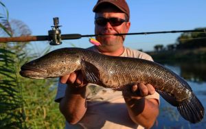 Mastering Snakehead Fishing Essential Tips and Tactics for Success
