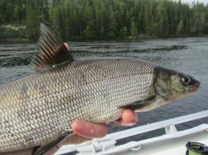 Mastering Lake Whitefish Fishing Unveiling Top Locations & Proven Techniques