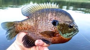 Master Bluegill Fishing Proven Tips & Tricks for Successful Angling