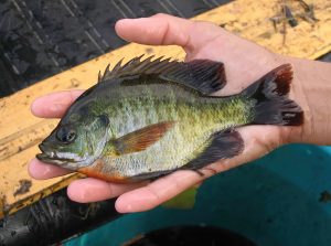 Master Bluegill Fishing Proven Tips & Tricks for Successful Angling