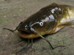 Mastering the Art of Brown Bullhead Fishing Essential Tips and Techniques