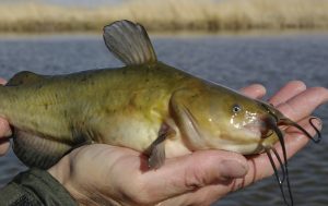 Mastering the Art of Brown Bullhead Fishing Essential Tips and Techniques