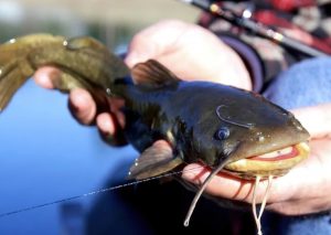 Bullhead Catfish Mastery Expert Baits, Rigs, and Tactics for Success