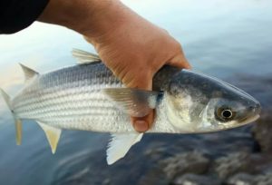 Mastering Striped Mullet Fishing Proven Techniques and Tips