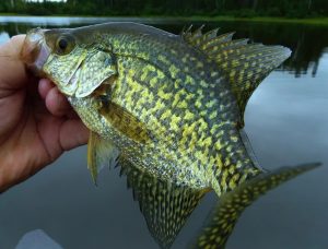 Mastering Black Crappie Fishing Expert Techniques and Tackle for a Bountiful Catch