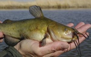 Mastering Brown Bullhead Fishing Essential Tips and Techniques for Success