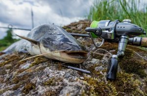 Mastering Channel Catfish Expert Baits, Rigs, and Tactics for Success
