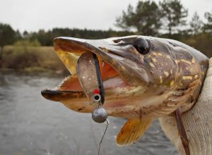 Mastering Northern Pike Fishing Essential Tips, Tactics, and Gear