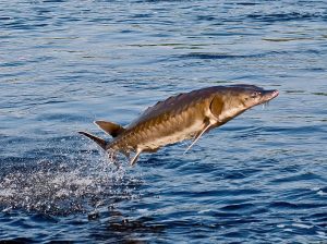 Mastering Sturgeon Fishing Expert Tips and Tactics for Success