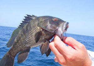 Mediterranean Fishing Gems A Pro's Guide to Spain, France, Italy & Greece