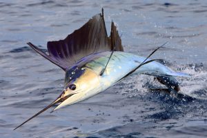 Exotic Fishing Adventures Indian Ocean's Top Fishing Destinations Uncovered