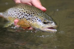 UK Fishing Adventures Unraveling England, Scotland, and Wales' Angling Secrets