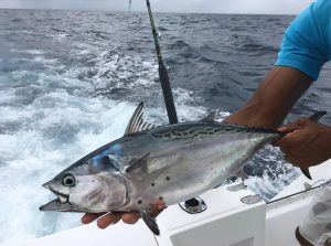 Coastal Gems: Top East Coast Fishing Spots for Pro Anglers