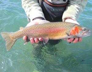 Mastering Cutthroat Trout Fishing Best Times and Techniques for Every Season