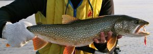 Fall Fishing for Lake Trout Techniques and Strategies for Catching These Deep-Water Giants