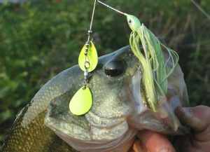 Mastering Springtime Spinnerbait Fishing for Bass Proven Techniques to Entice Strikes in Murky Water