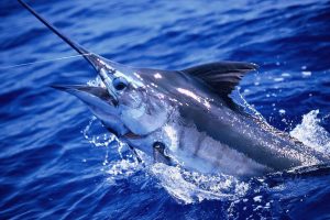 Mastering Blue Marlin Fishing Pro Techniques and Tackle for Trophy Catches