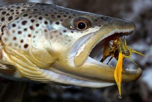 Mastering Fall Fishing for Brown Trout Proven Techniques for Success in Clear Water