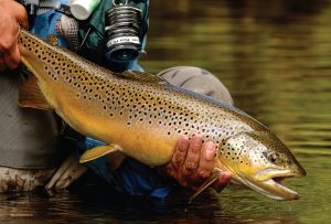 Mastering Fall Fishing for Brown Trout Proven Techniques for Success in Clear Water