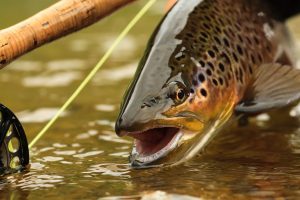 Mastering Fall Fishing for Brown Trout Proven Techniques for Successful Spawning Season Catching