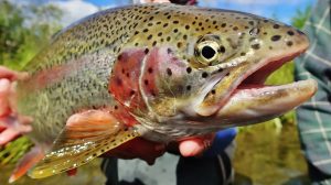 Mastering Fall Fishing for Brown Trout Proven Techniques for Successful Spawning Season Catching