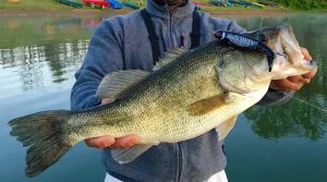 Master Springtime Topwater Bass Fishing Trigger Explosive Strikes in Warm Water