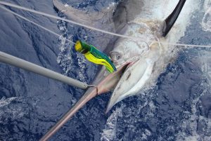 Mastering Seasonal Fishing for Offshore Billfish Expert Tips for Landing Blue Marlin, White Marlin, and Sailfish