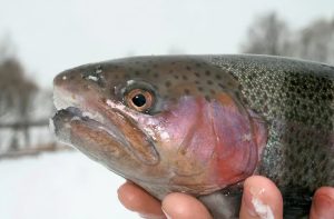 Winter Trout Fishing in Tailwaters How to Catch Big Rainbow Trout in Deep Water.
