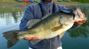 Mastering the Pre-Spawn Fall Fishing Techniques for Largemouth and Smallmouth Bass