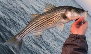 Mastering Summer Fishing for Striped Bass Proven Tips and Techniques for Landing These Hard-Fighting Fish