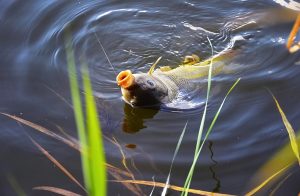 Summer Fishing for Carp Tips and Strategies for Catching Big Carp in Deep Water